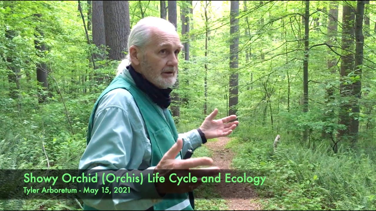 Showy Orchid (Orchis) Life Cycle and Ecology