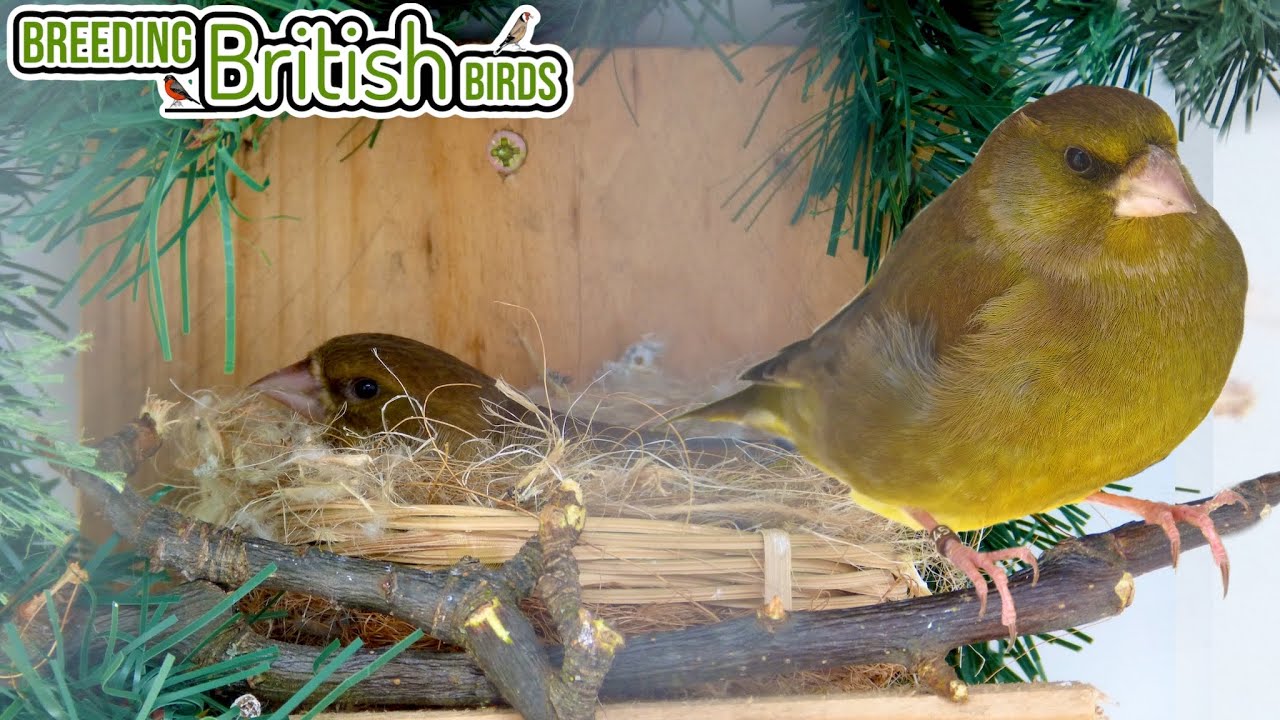 The FIRST Eggs appear! | Breeding British Birds S2:Ep2