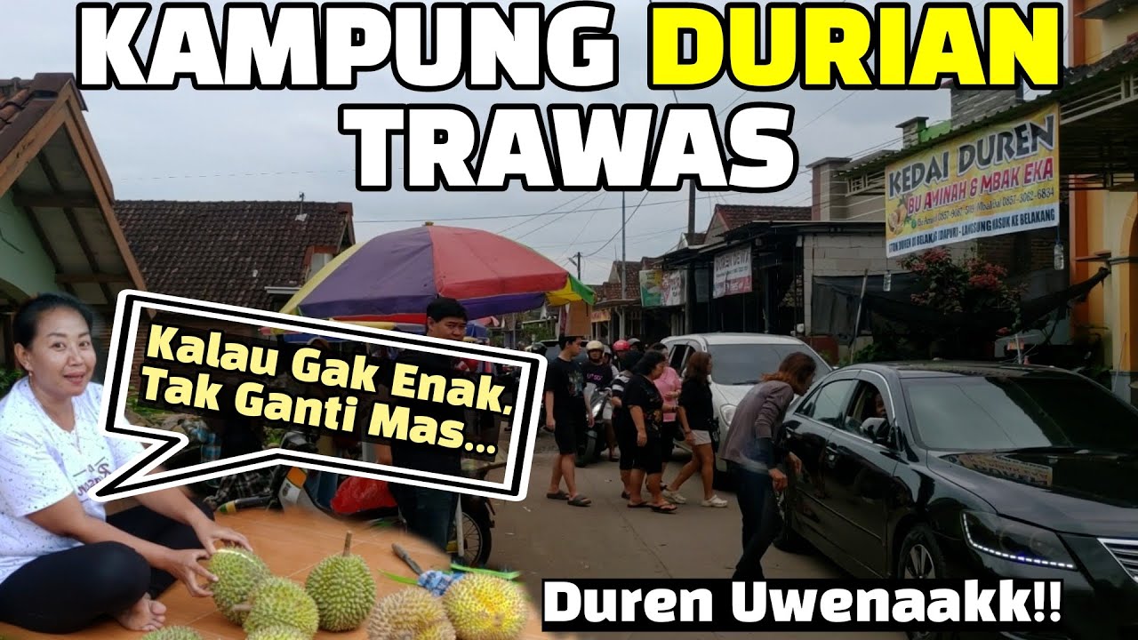 WAJIB KESINI!! KAMPUNG DURIAN TRAWAS - LOKASI DURIAN PALING ENAK DI JAWA TIMUR