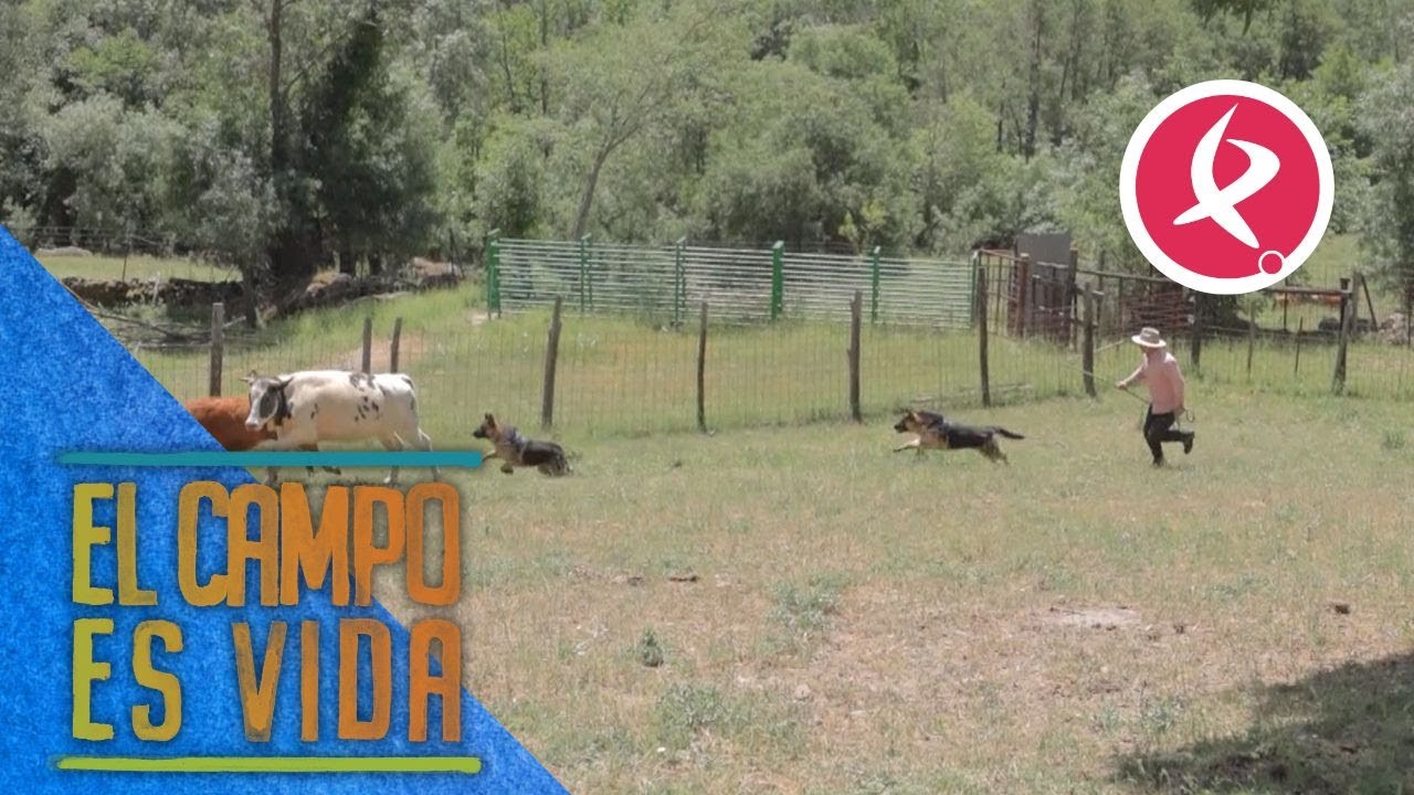 Los nuevos perros pastores para ayudar con las ovejas | El campo es vida