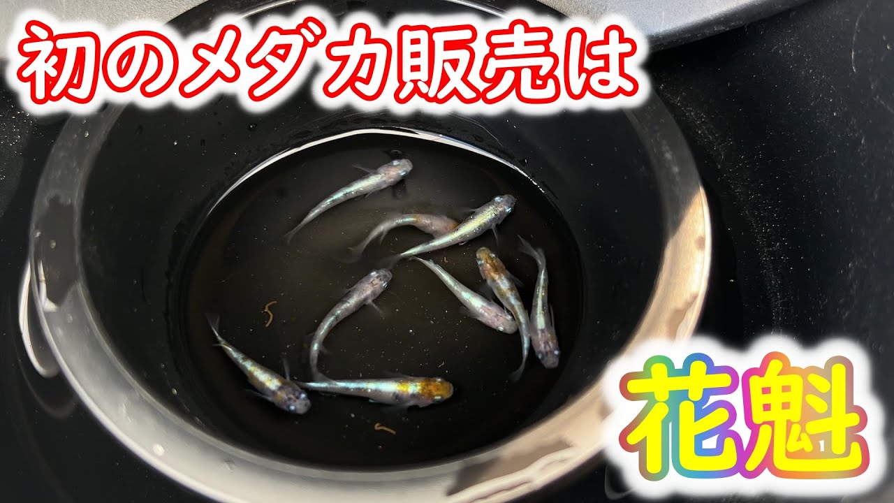 【めだか】めだかの箱庭オークション出品のメダカを選別してみました。Ｂ型おやじ