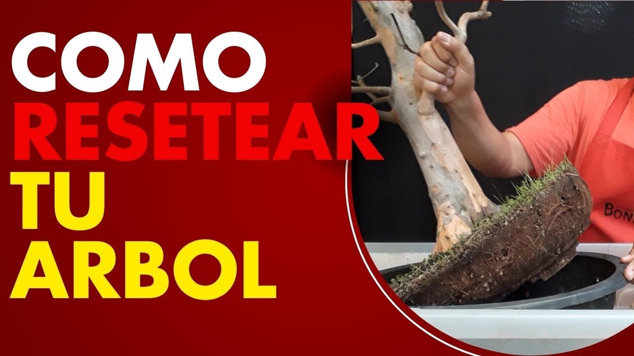 COMO resetear tu ARBOL