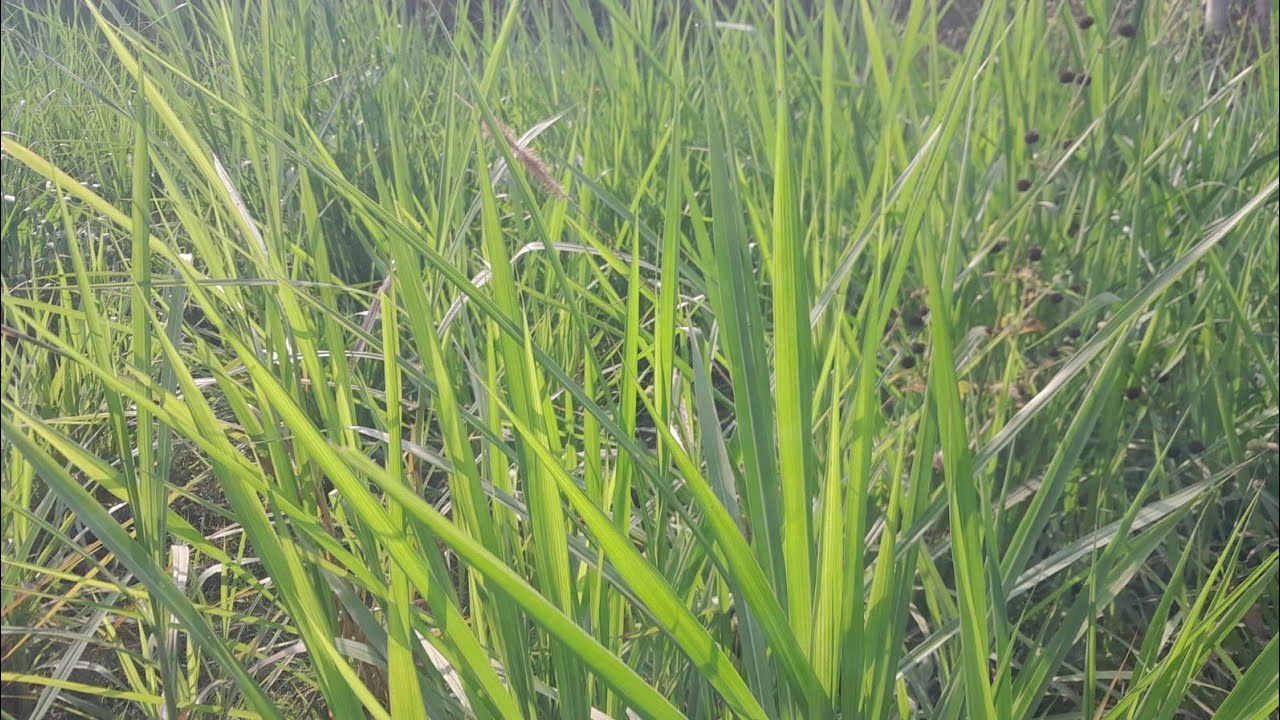 আজ আসলাম আবার ঘাস খেতে, ৭ দিনের মধ্যে আবার ঘাস কাটতে পারবো আমরা @ACREGRO 