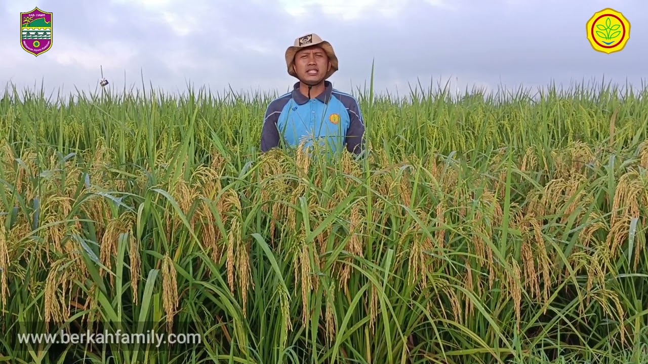 Simalai Panjang Varian Baru Dari Karya Putra Daerah Lakbok Ngaos KPDL 05 Asli dari Kab. Ciamis