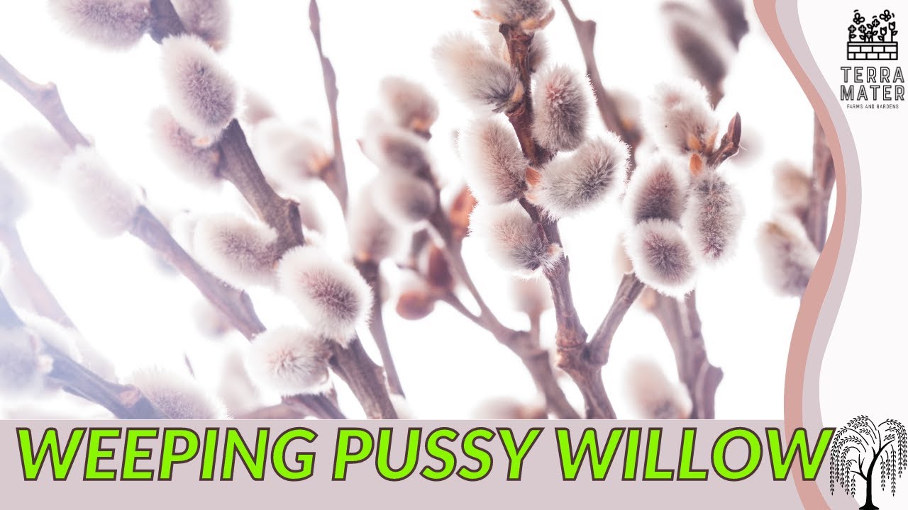 Growing WEEPING PUSSY WILLOW: Quick Tips for (Salix caprea 'Pendula')