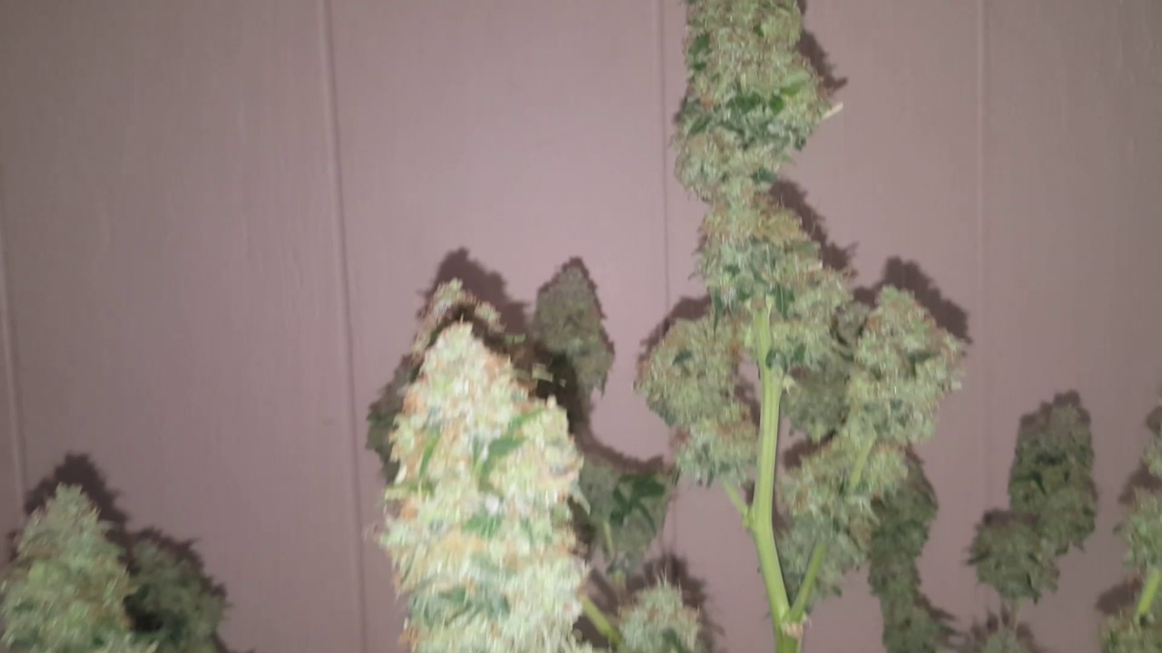 Ep #24 AutoFlower Grow White widow & Autopilot XXL Pre-Harvest(Day 94 From Seed)