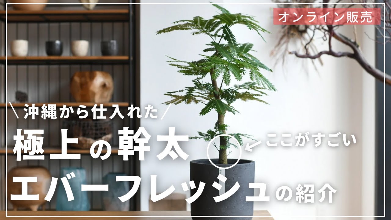 【オンライン販売】6年掛けて生産された極上のエバーフレッシュを紹介します！