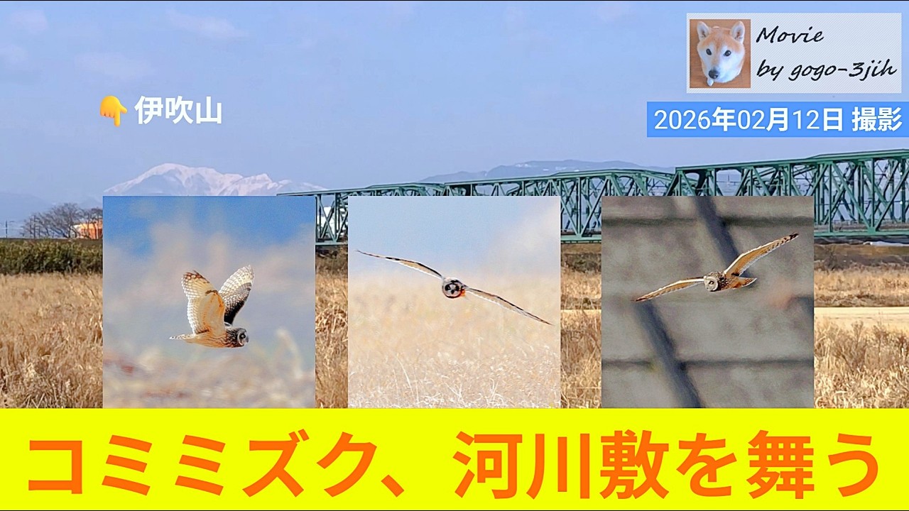 コミミズク、河川敷を舞う🦉 #バードウォッチング #コミミズク #河川敷