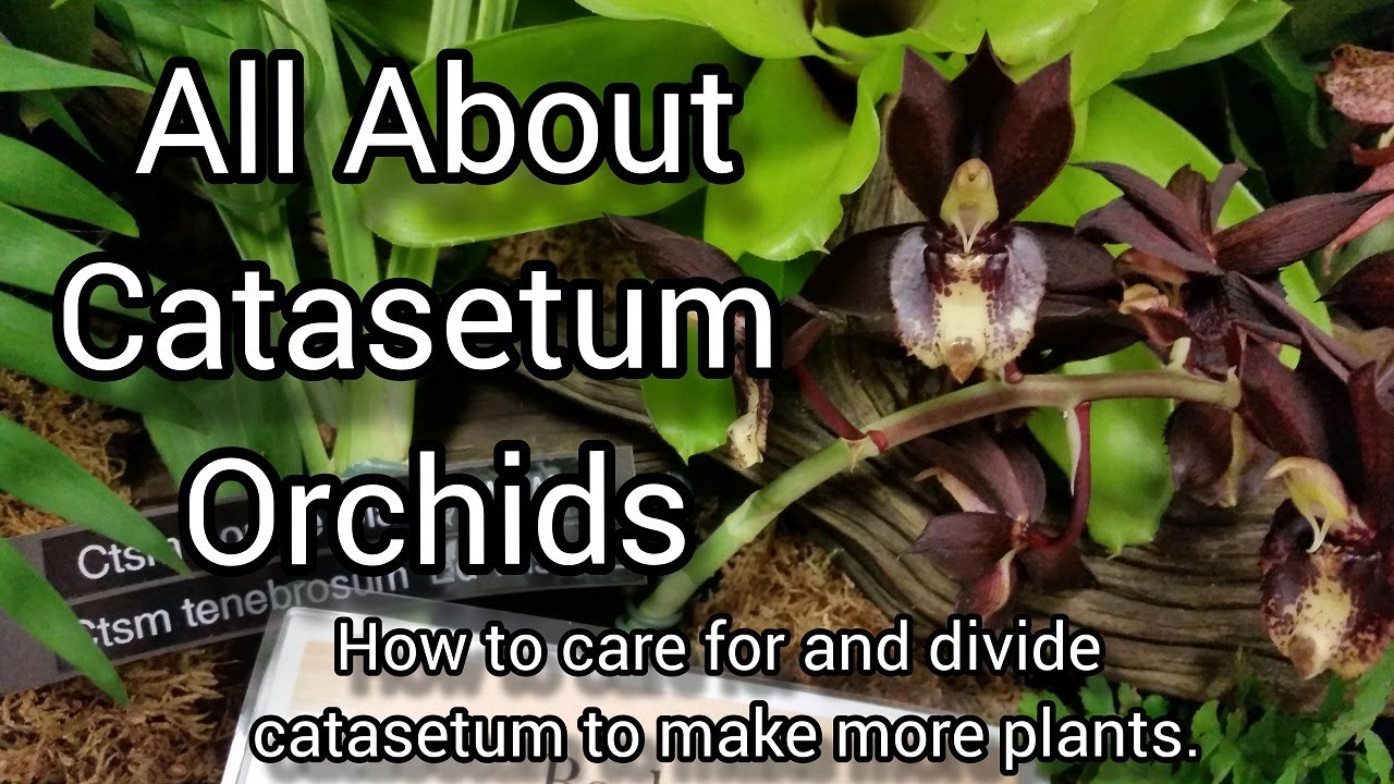Как ухаживать за орхидеями Catasetum в период роста и покоя, деление, пересадка.