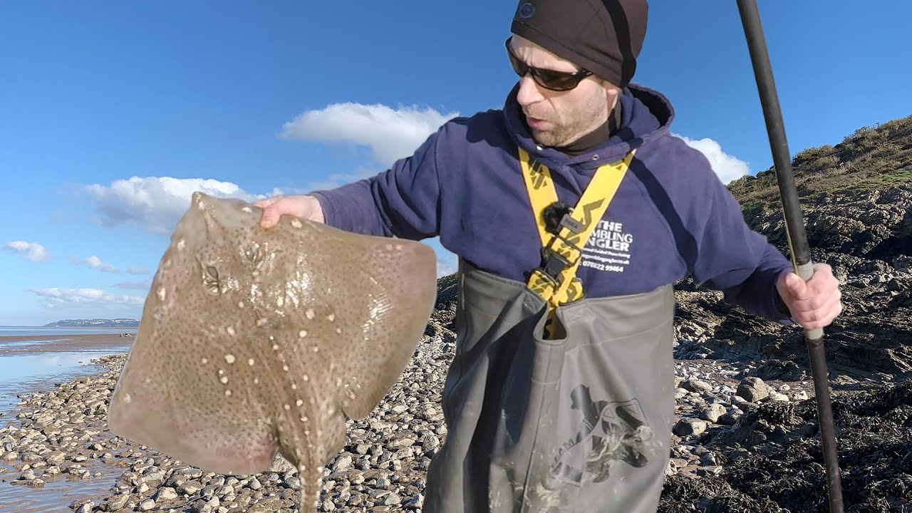 Bristol Channel Spring Fishing- Double Figure Ray Pursuit