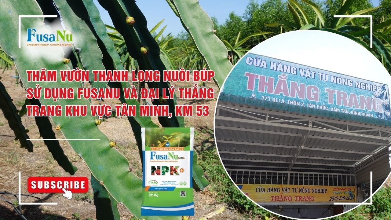 Thăm vườn thanh long nuôi búp sử dụng FusaNu và Đại lý Thắng Trang khu vực Tân Minh, Km 53 | FusaNu