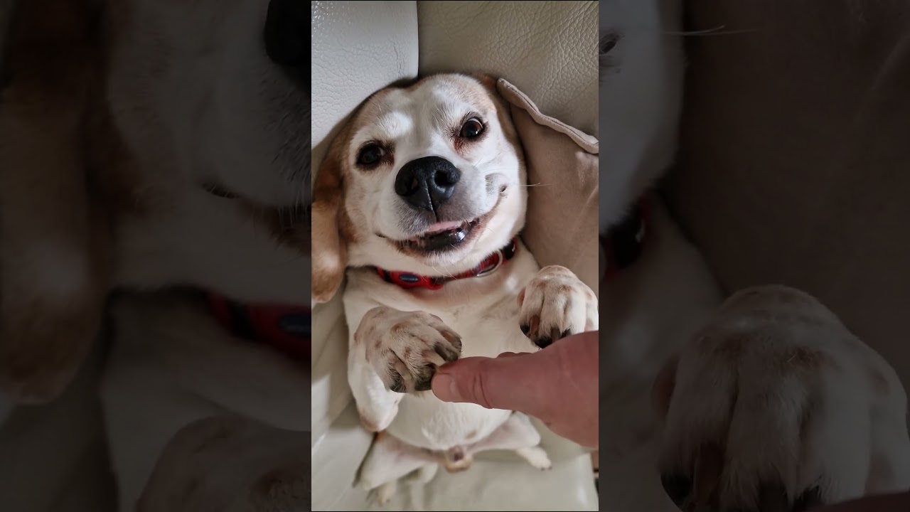 Unconditional beagle love #beaglelove #doglove #dogsmile