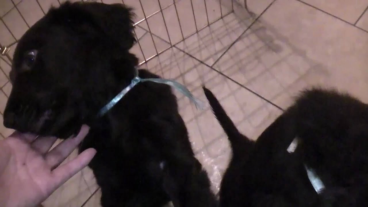 Flat coated Retriever Puppies 7 Week Old