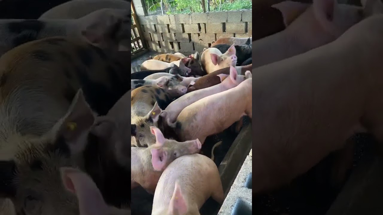 HORA DE COMER🐷(CERDOS En La FACE De ENGORDE)