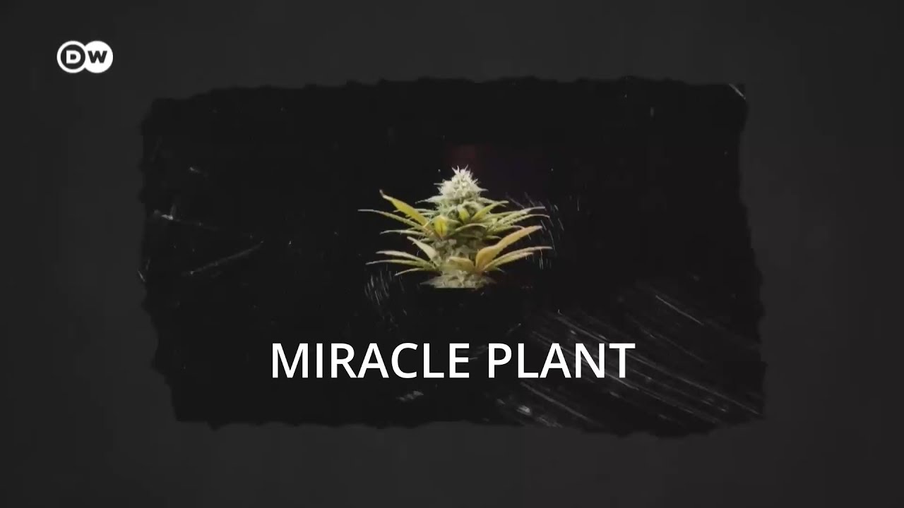 Why outlawing cannabis was a HUGE mistake