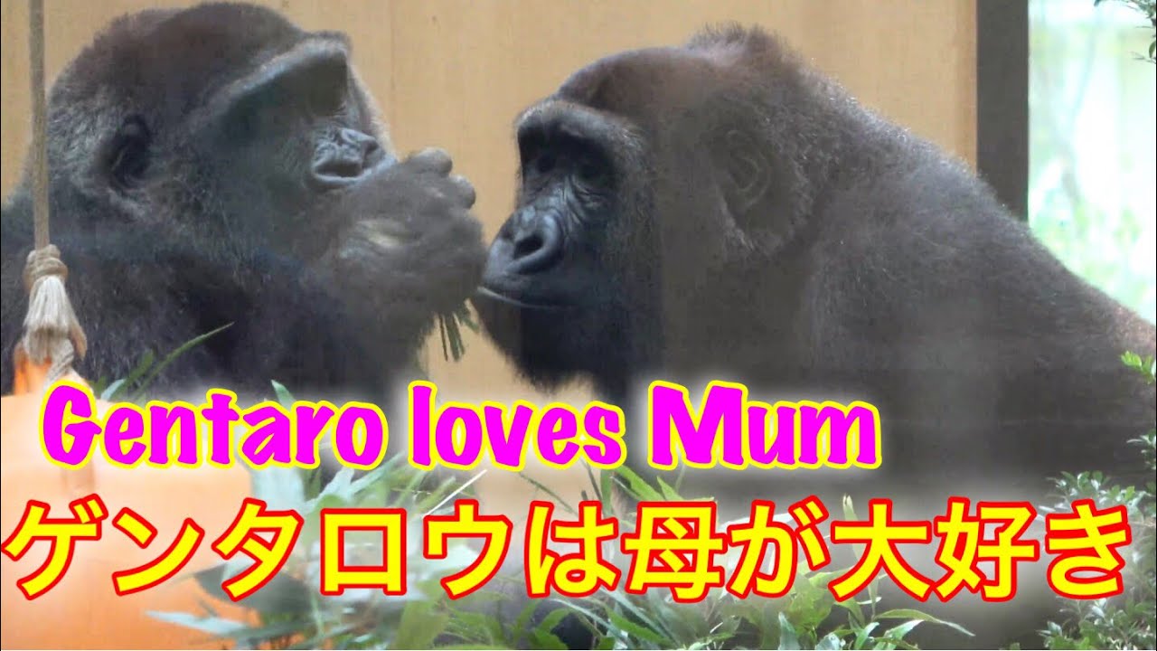 Mum Genki is a bit confused by Gentaro's glare🌸ちょっと当惑。ゲンキ母は、ゲンタロウに凝視される🌸【Gorilla ゴリラ】京都市動物園