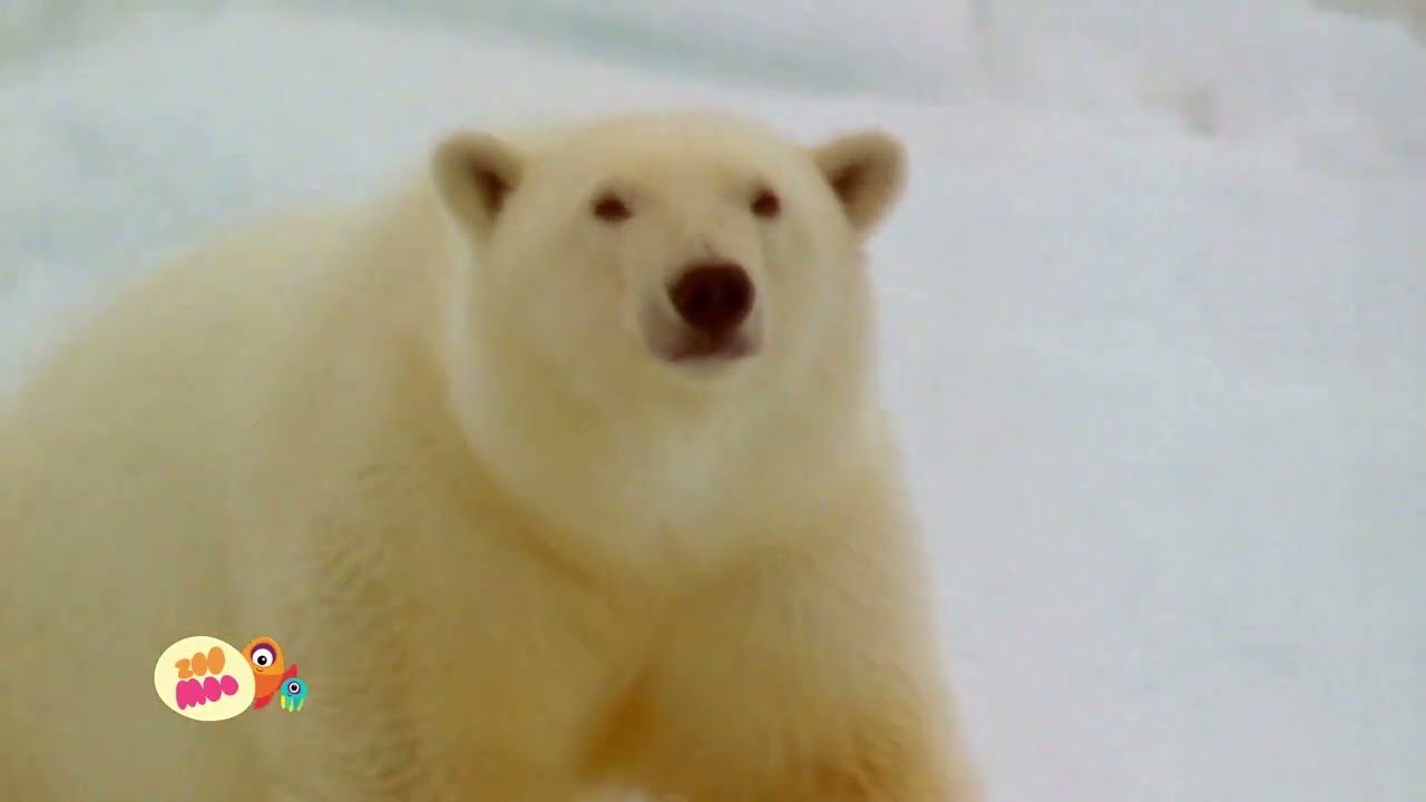 ZOOMOO WORLD BEAR DAY