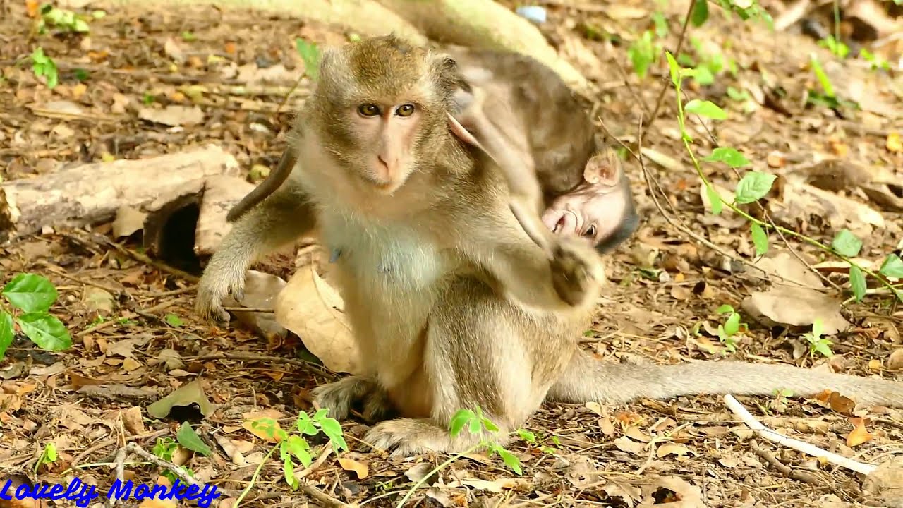 Broken Heart! Deep_Hurt Mom Hit&Fight Baby Cody Without Reason  | Pity Poor Baby Cody Cry 0ut loud .