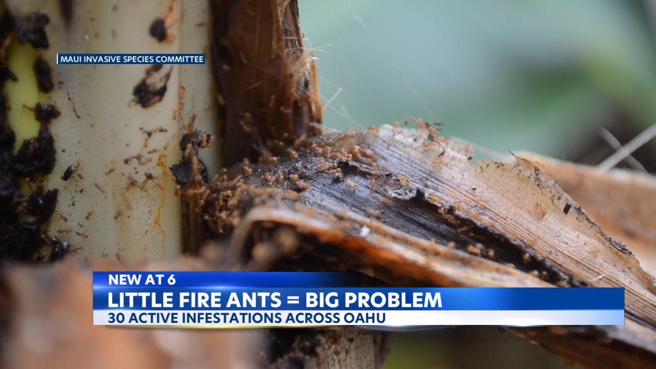 Fire ants, an invasive species, are causing big problems for Oahu residents