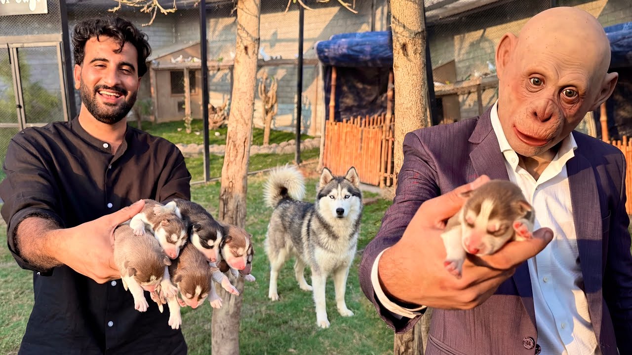 Aj Bala Ne Puppies Ko Uthaya or Buri Khabr Suna Di😭