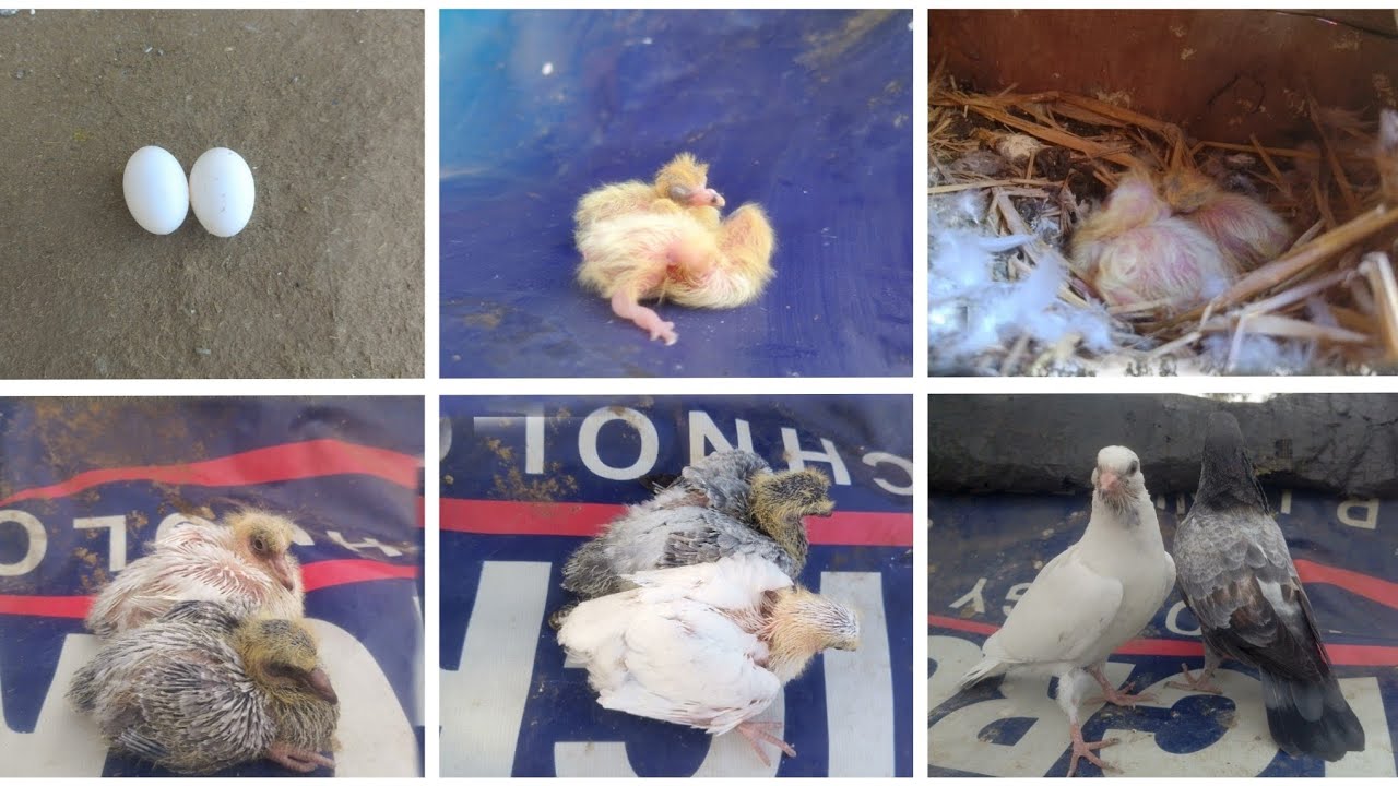 Kabutar ki video kabutar ke bacche Ande se kaise nikalte Hain | 1 day to 30 days baby pigeon grew up