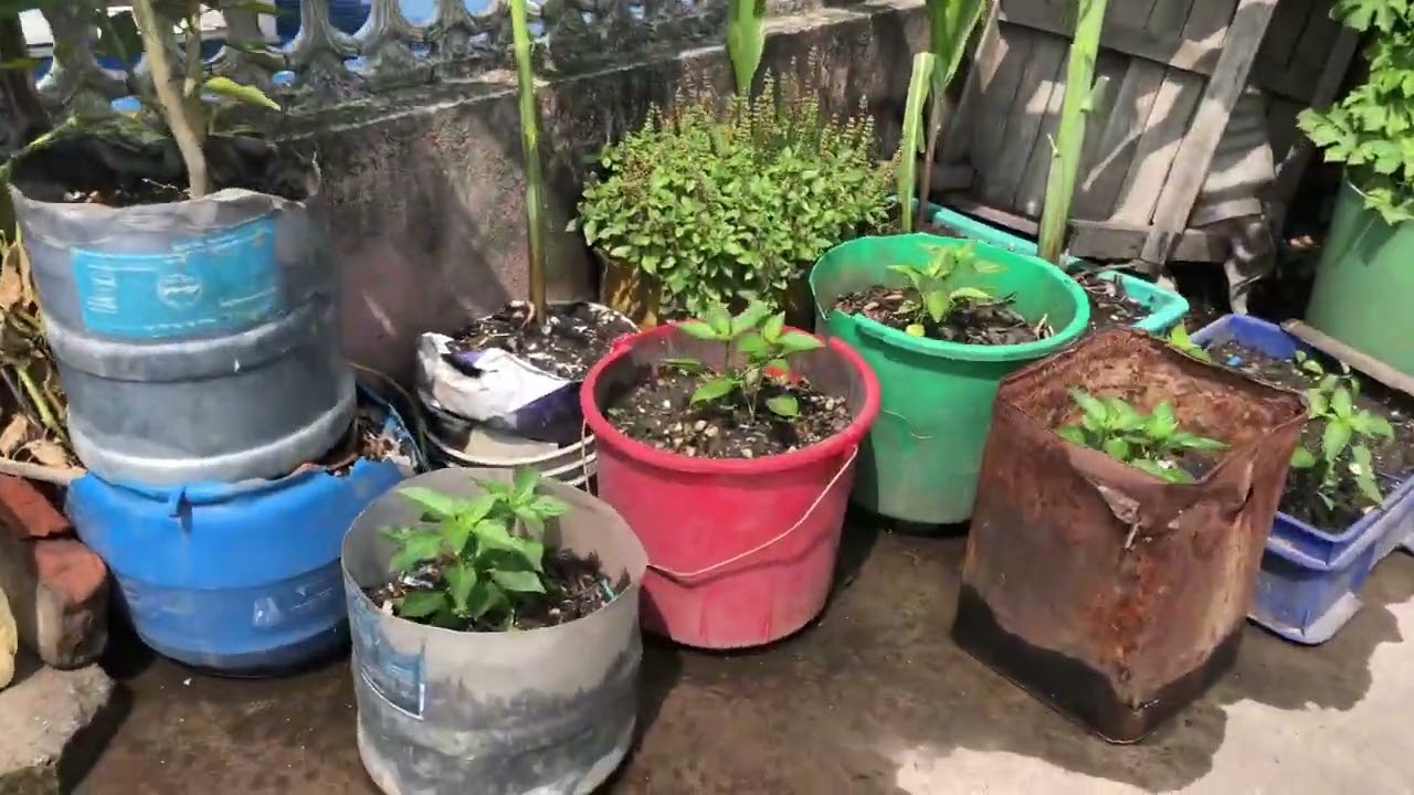 Organic tarkari/organic kheti pati