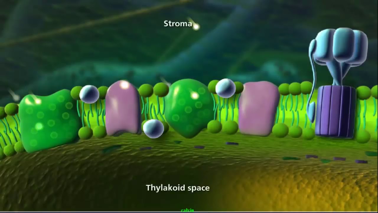 Thylakoid space