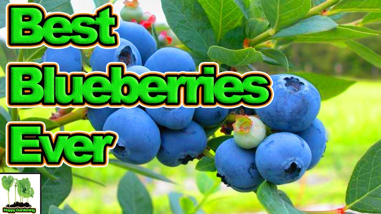 How To Grow Blueberries You Have Ever Seen (2018)