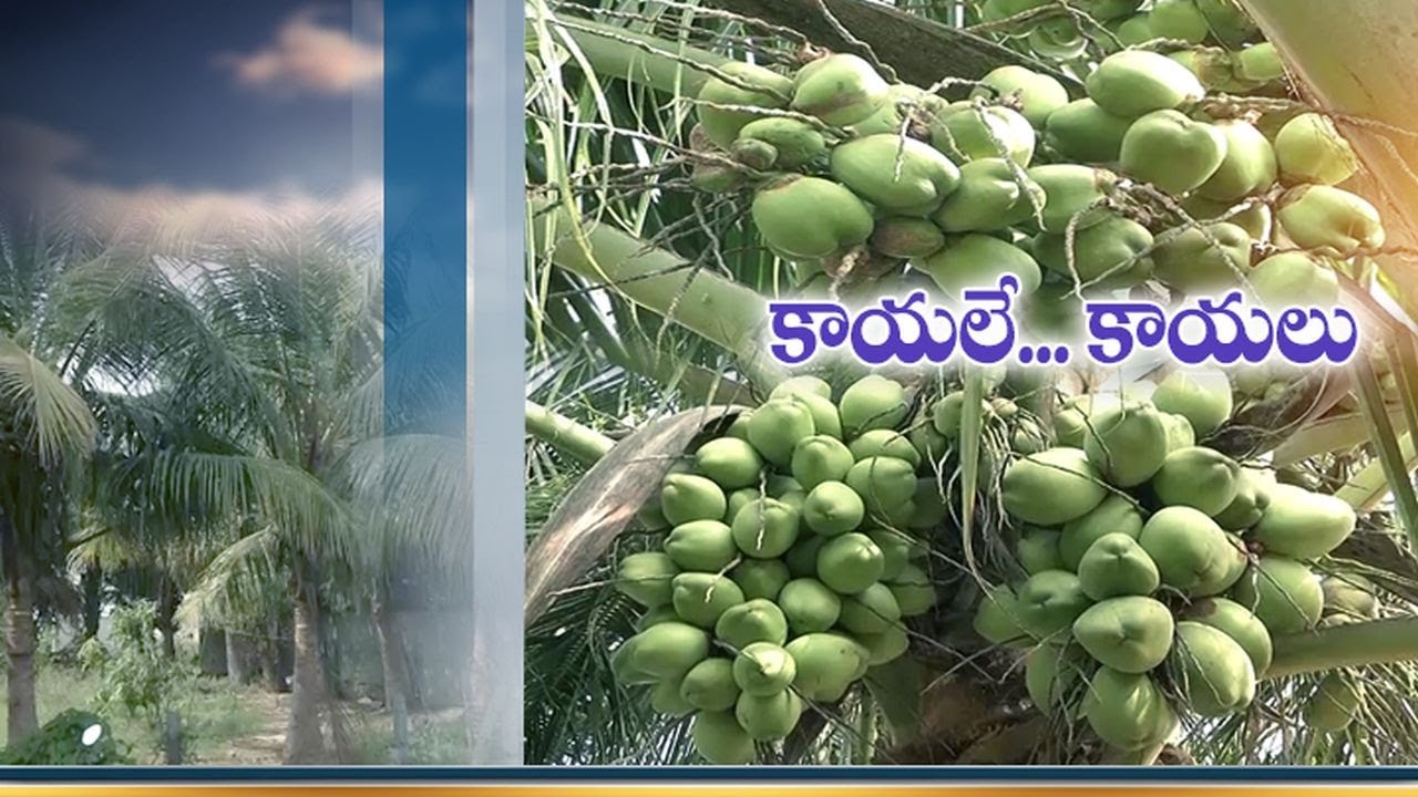 Over 70 Coconuts for Each Bunch of A Tree | Drags Attention at Guntur's Pedaparimi Village