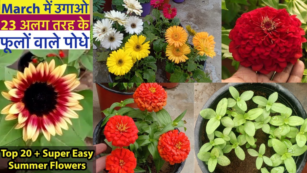 मार्च में गर्मी के Super Easy Summer Flowering Plants|| Garmi ke Phool || Summer Flower Seeds 2023