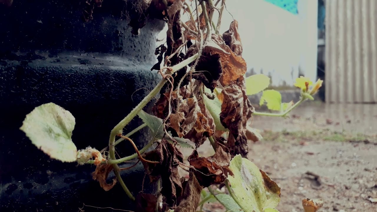 ASMR The sound of rain in rural areas in Indonesia