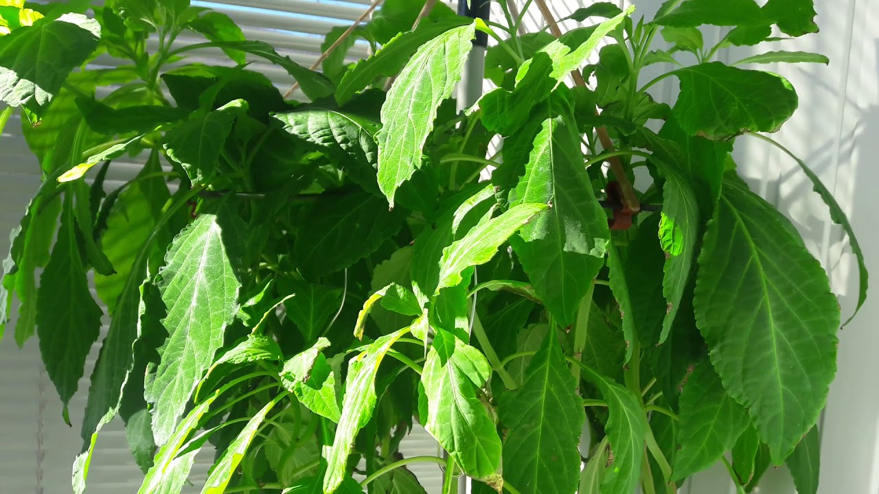 Сальвиа Дивинорум ( Salvia Divinorum ) Шалфей Предсказателей