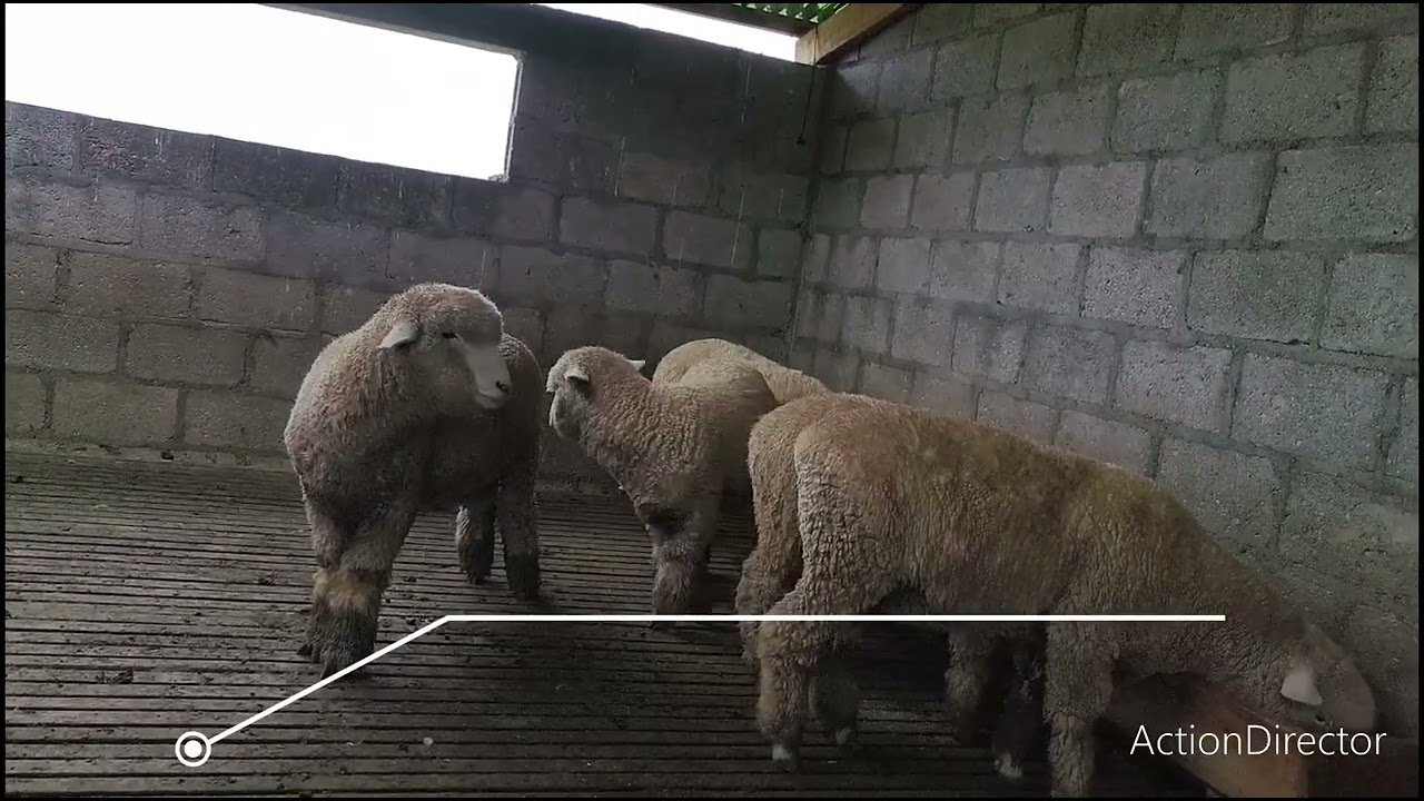 MEJORANDO NUESTRA GANADERIA || Ovino Corriedale || Fundo: Machaypunco - Callhuan - Santa Ana de Tusi