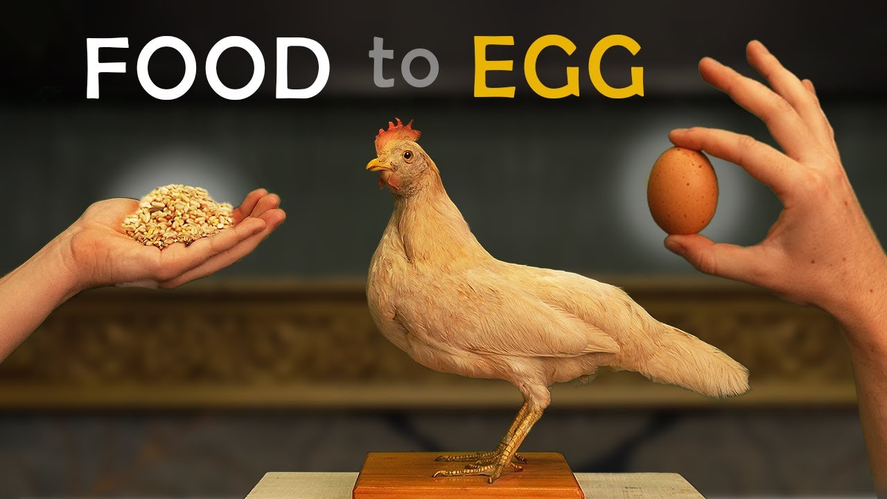 How Eggs Form in a Chicken