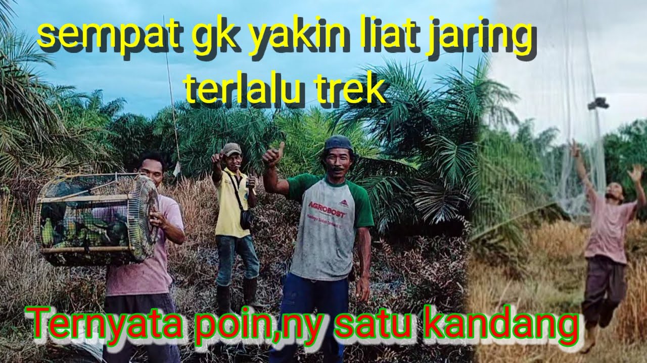 Burung punai terkejut dengar suwara teriakan  sampai terbang kocar kacir. @jasman Channel99