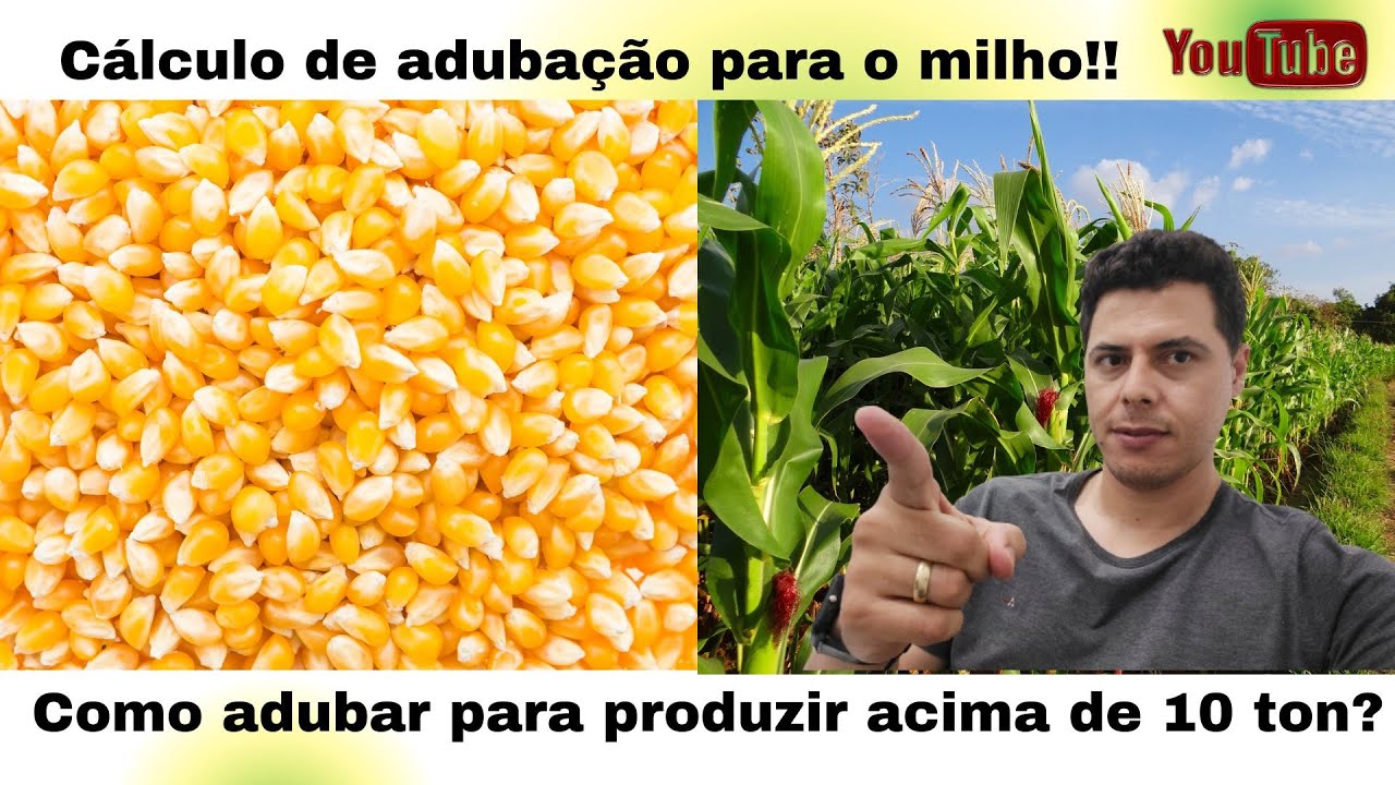 ✅Cálculo de adubação para milho! Produção acima de 10 toneladas