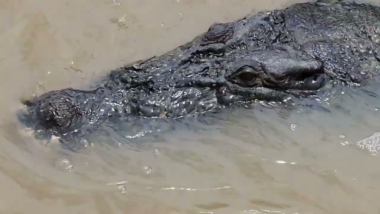 Amazing Alnita and the Jumping Crocodiles Darwin, Australia Pt. 1