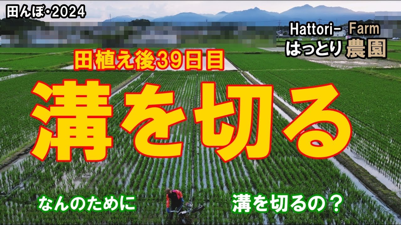 溝切りはじめました　田植え後39日目　田んぼ・2024・20240610　田面ライダーX MKF-A415-1