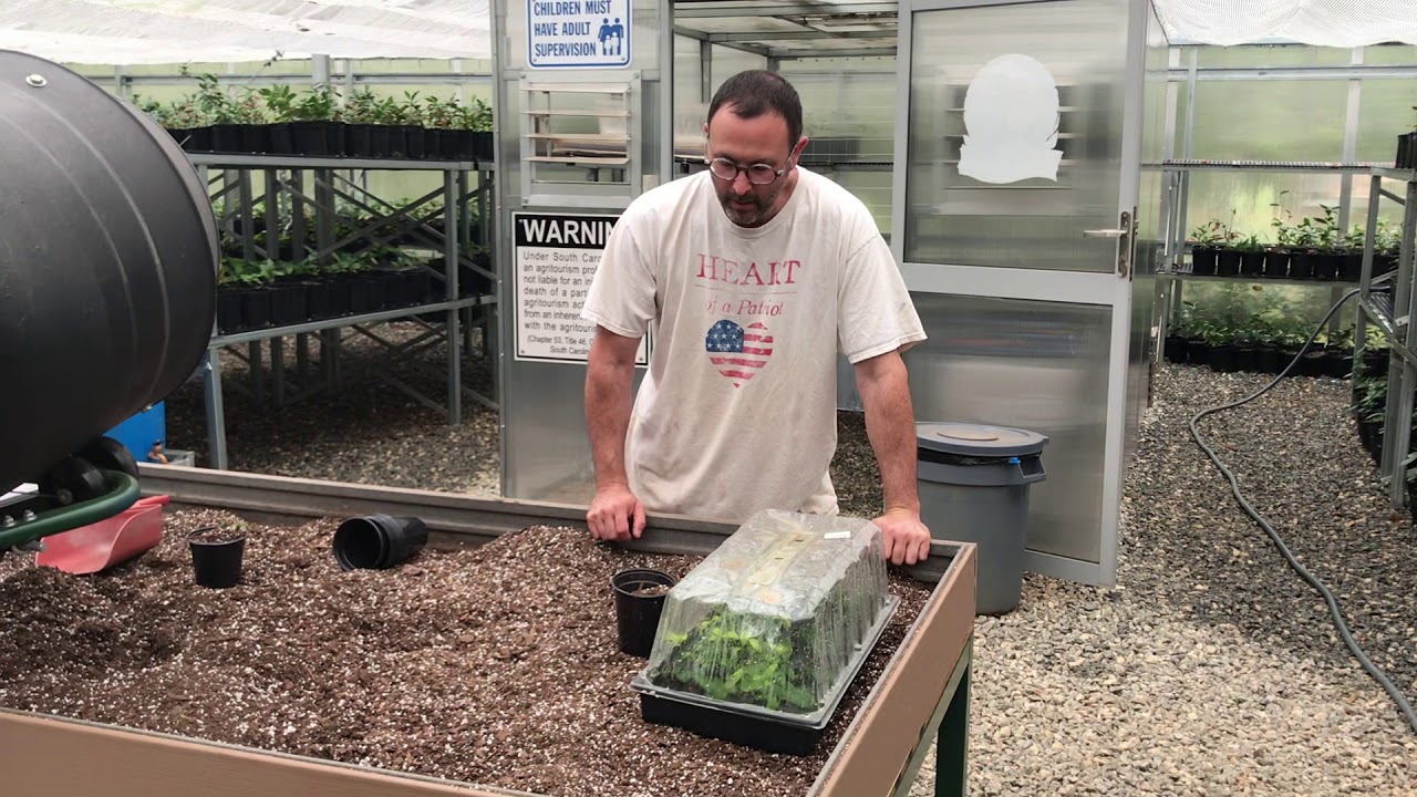 Transplanting Tea Clone Cuttings