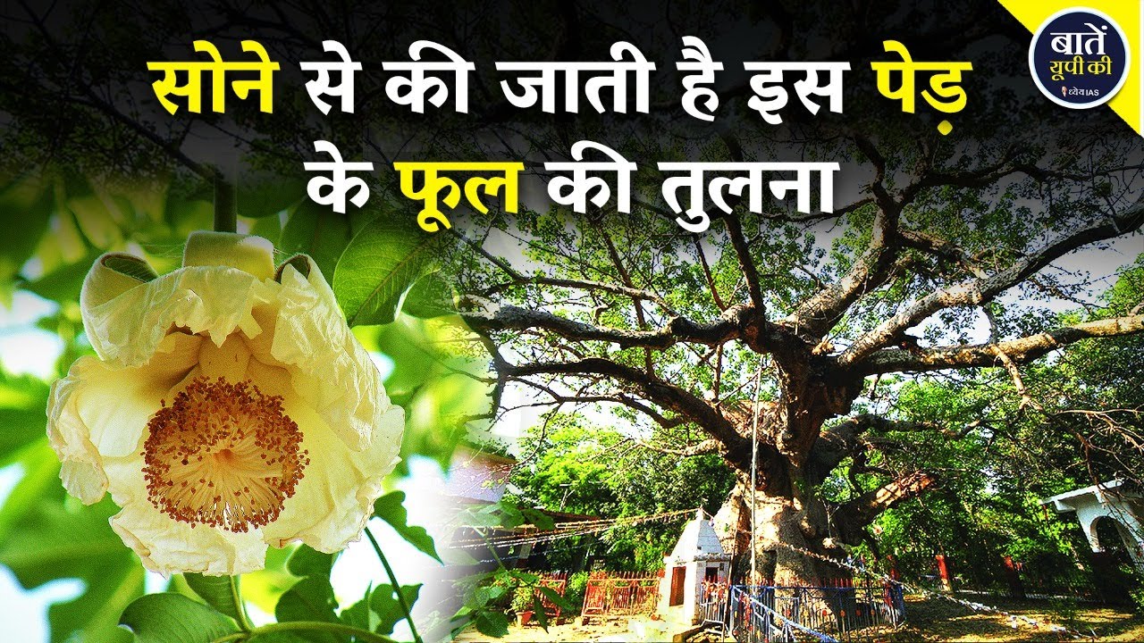 Janiye Apne Zile Ko: Gold से की जाती है इस पेड़ के फूल की तुलना | Parijat Tree | Barabanki | UP