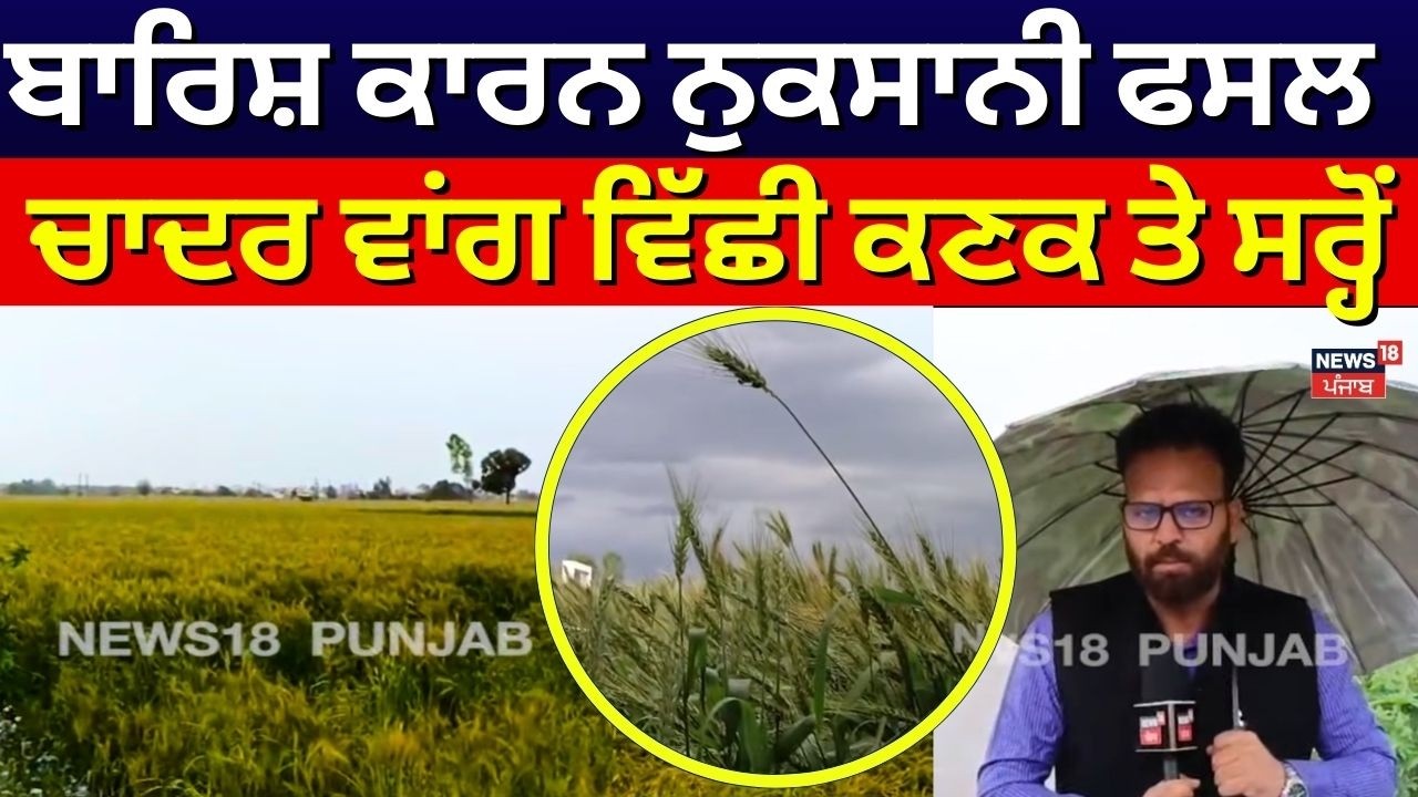 Hoshiarpur News | ਬਾਰਿਸ਼ ਕਾਰਨ ਨੁਕਸਾਨੀ ਫਸਲ,  ਚਾਦਰ ਵਾਂਗ ਵਿੱਛੀ ਕਣਕ ਤੇ ਸਰ੍ਹੋਂ| Weather Update | N18V