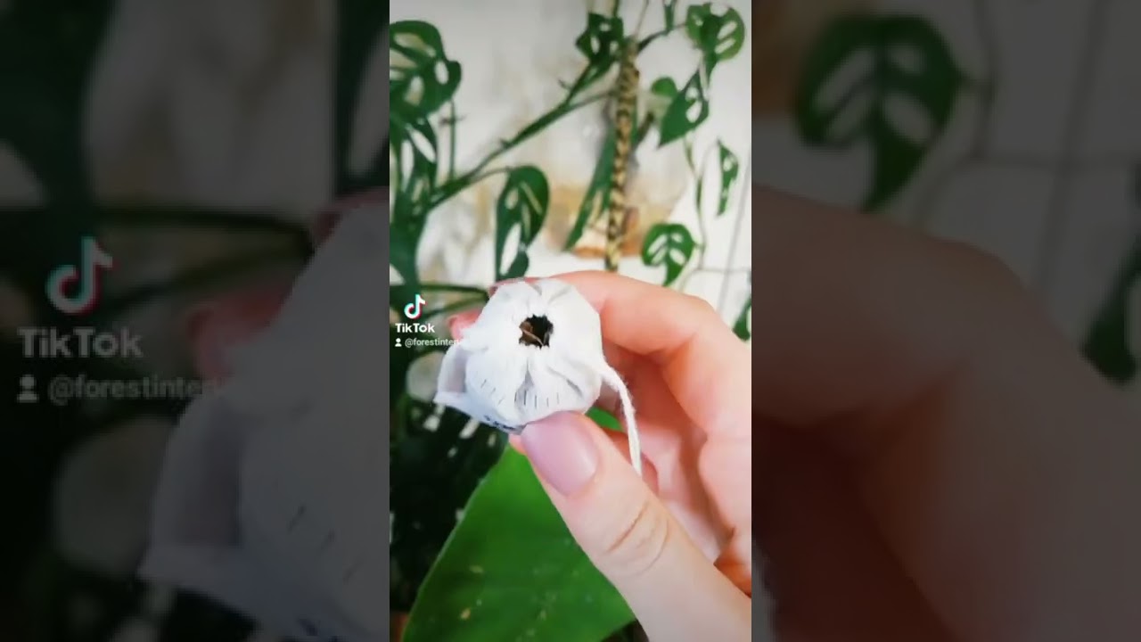 DO NOT DRINK THIS TEA 😱 #indoorplants #houseplant #soil #peat #plant #soilconditioner #plantcare