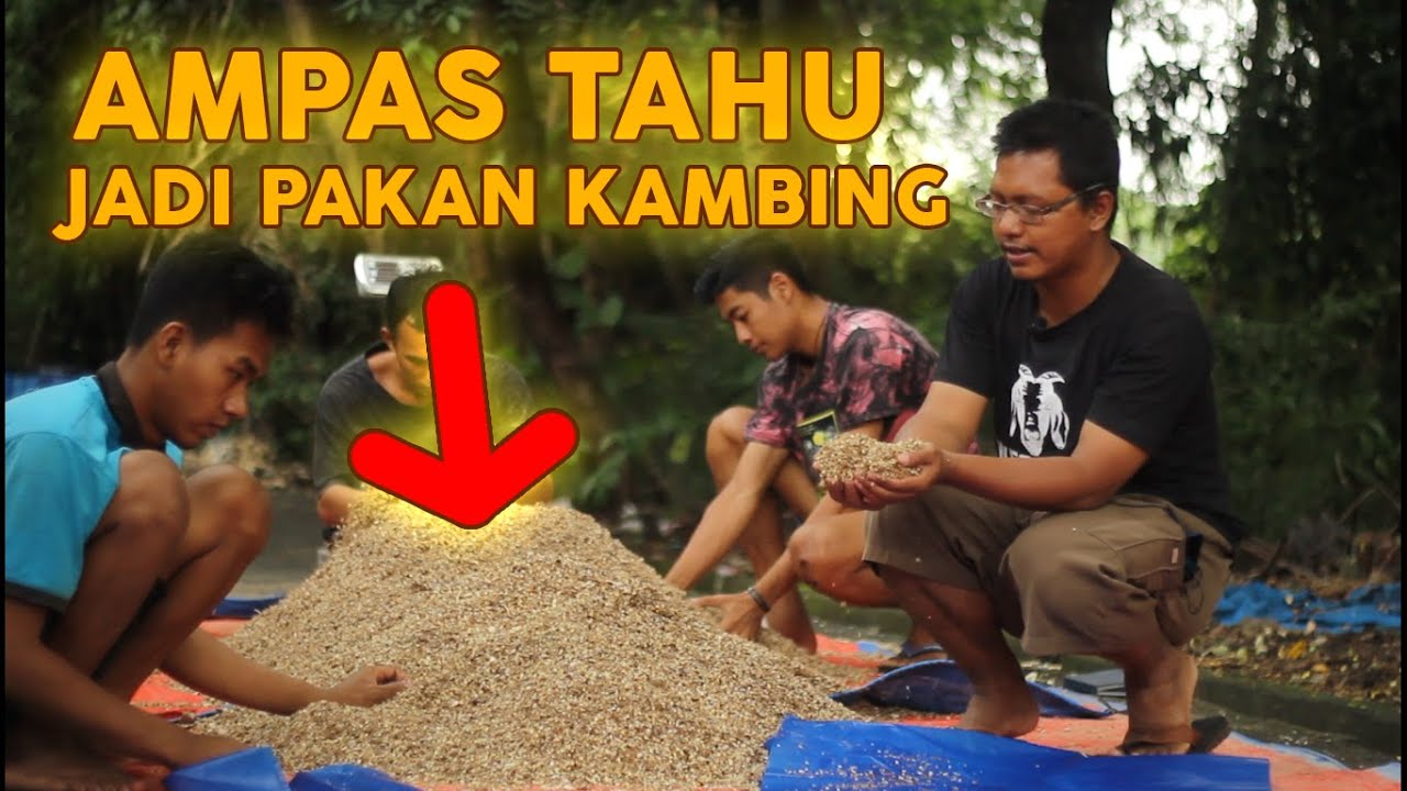 Cara Pengawetan Ampas Tahu Untuk Pakan Kambing Domba dan Sapi Ala Kandank Oewang