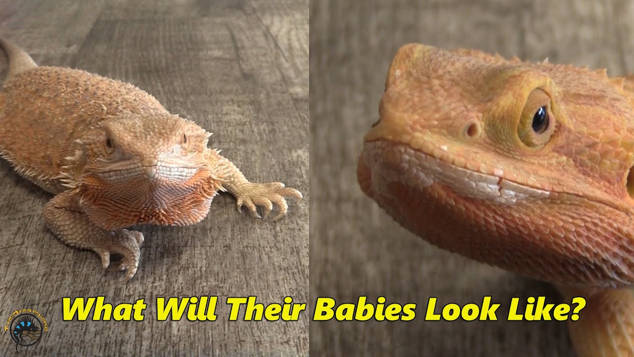 Our Newest Breeder Bearded Dragon is Gravid for the Very First Time! 🎉