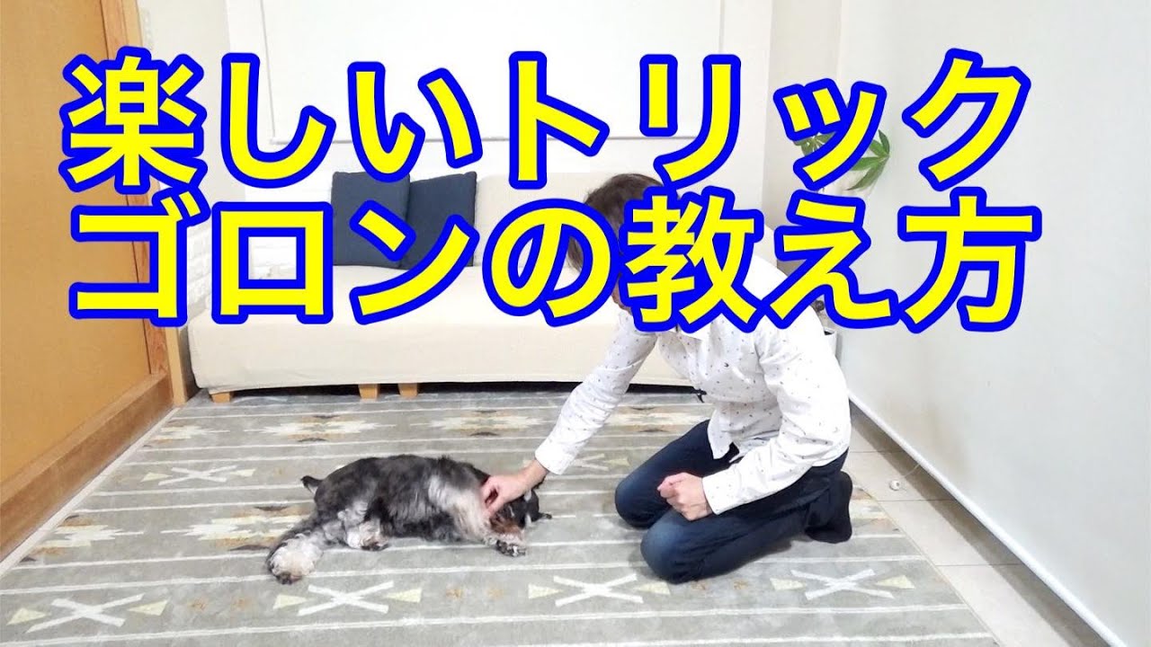 【ドッグトレーニング】楽しいトリック　ゴロンの教え方