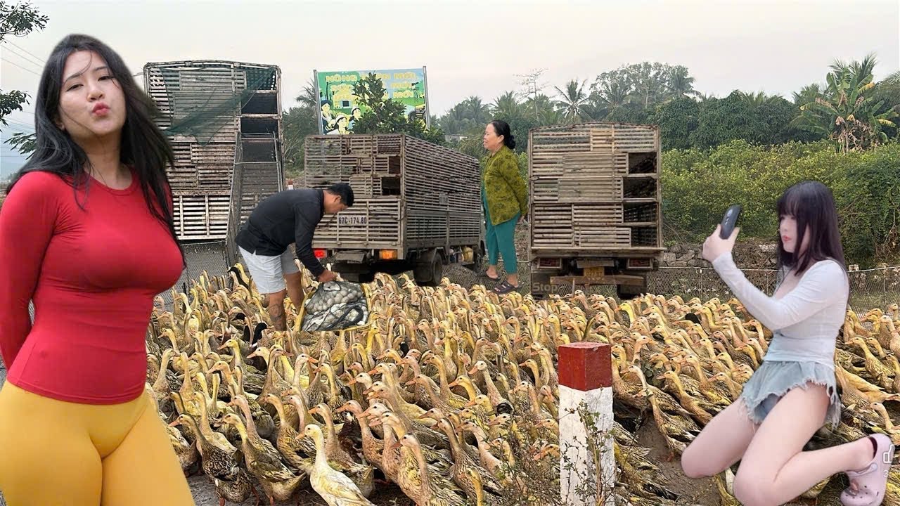 Millions of ducks roam across the vast fields to forage for food.