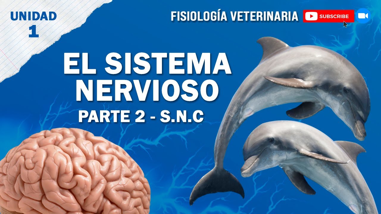 FISIO2_UNIDAD1_SISTEMANERVIOSO_SNCENTRAL
