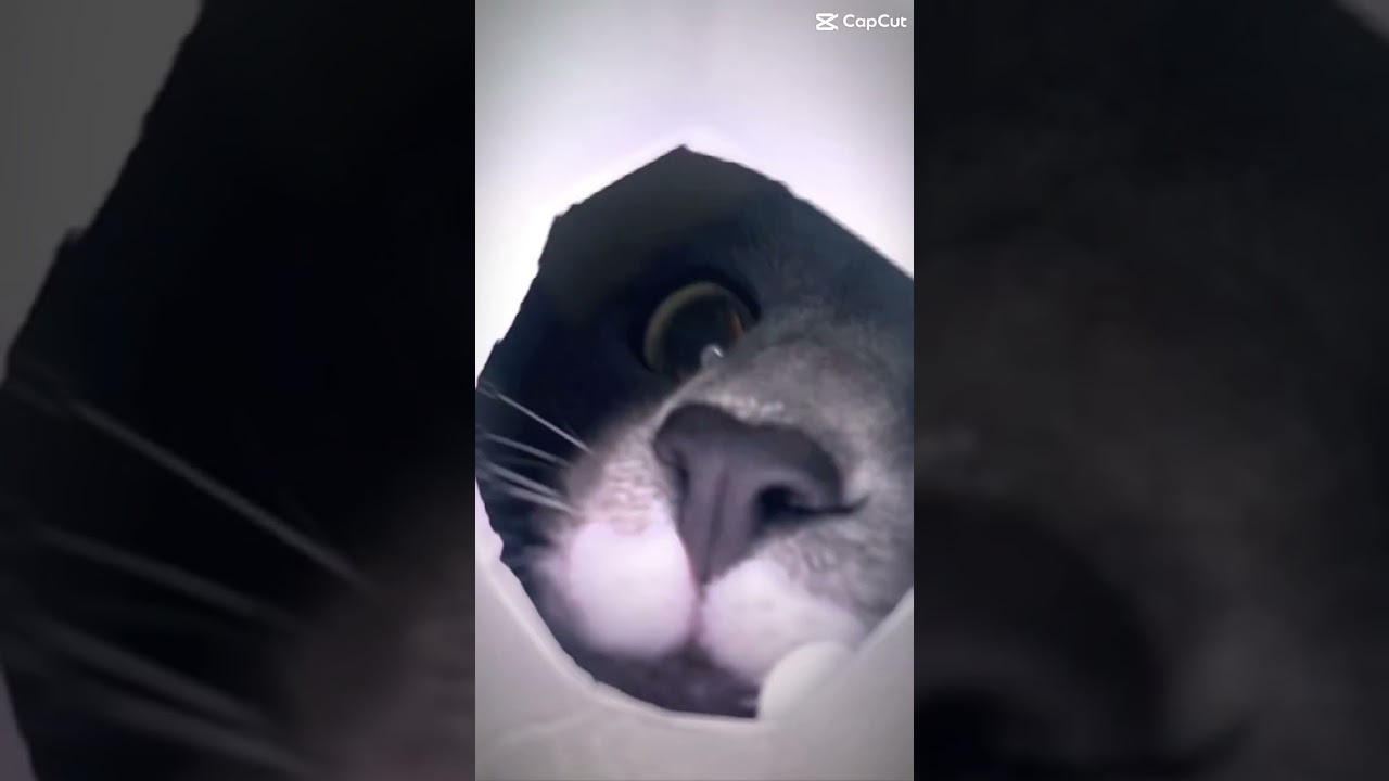 edit of cat 