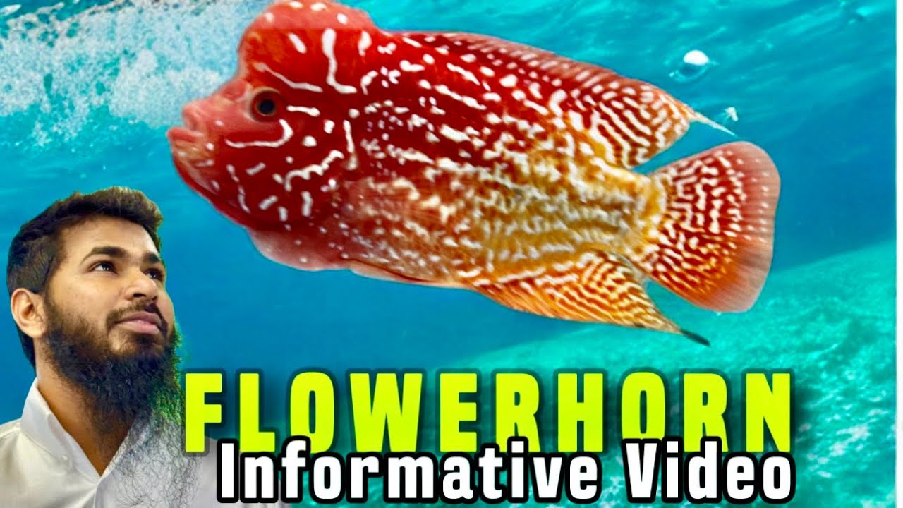 9.9 India Fish Aquarium Maha Episode Part 1 | Flowerhorn Informative Video
