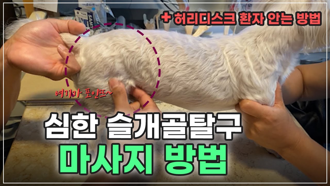 심한 슬개골탈구 마사지 (feat.허리디스크 환자 안는 방법)